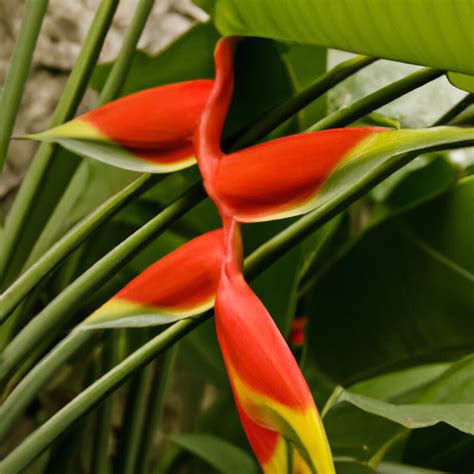 Heliconia Bihai O Platanillo Cuidados Y Caracter Sticas