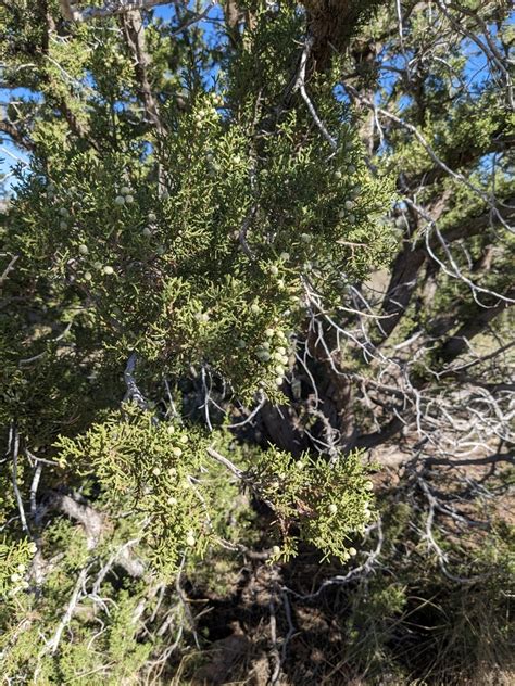 Redberry Juniper From Sonoita AZ 85637 USA On September 16 2023 At