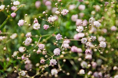 R Zs S F Tyolvir G Gypsophila Rosenschleier Gondoz Sa Szapor T Sa