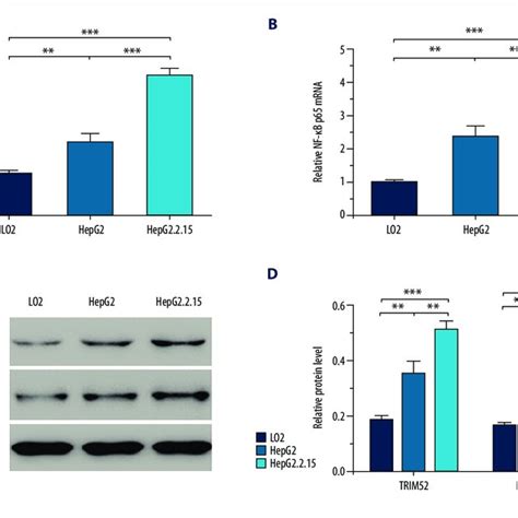 Trim52 And Nf Kb P65 Were Up Regulated In Hepg2215 Cells Trim52 And Download Scientific