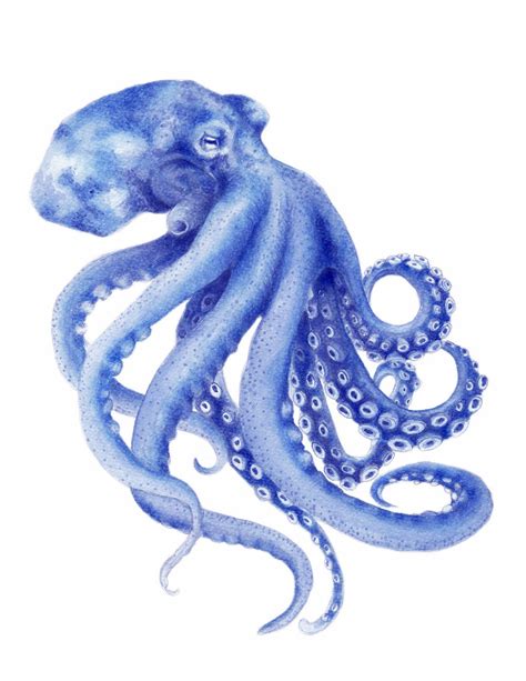 Blue Octopus Watercolor Art Print Hamptons Style Decor Coastal