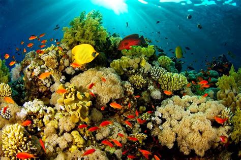 5 Alasan Kenapa Kamu Harus Berkunjung Ke Raja Ampat