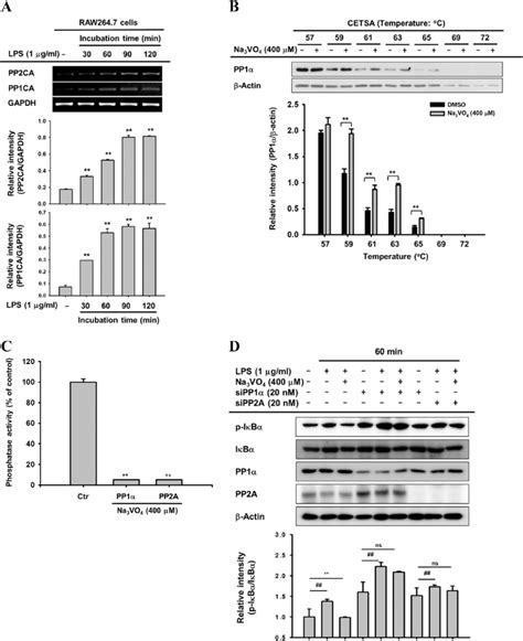 Effect Of Na 3 VO 4 On PP1 And PP2A A RAW264 7 Cells Were Stimulated