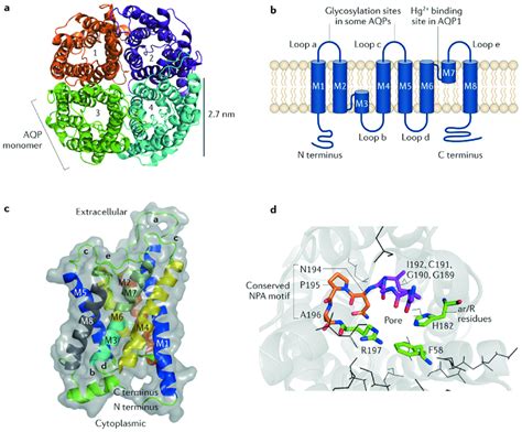 Structure Of Aquaporins A A Top View Of The Extracellular Face Of An Download Scientific