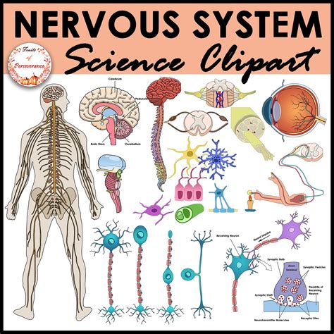 Nervous System In Human Body Illustration Royalty Free Svg Clip Art