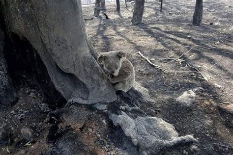 Australian Bushfires Koalas In Danger Sonailicious