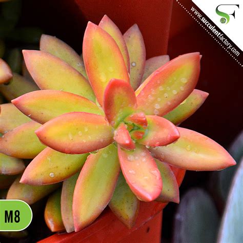 Sedum Adolphii Firestorm Succulent Factory India