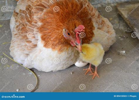 Newly Hatched Chick Stock Image Image Of Hatches Industries 89410503