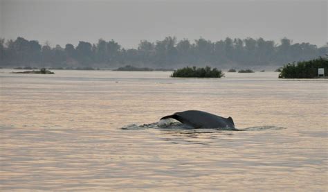 Kratie and the Irrawaddy Dolphins! - Where we be