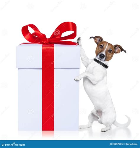 Christmas Dog With Present Royalty Free Stock Photo Image 26257905