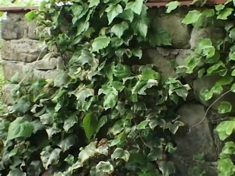 Orgasmo Anal Real Escena 01 XHamster