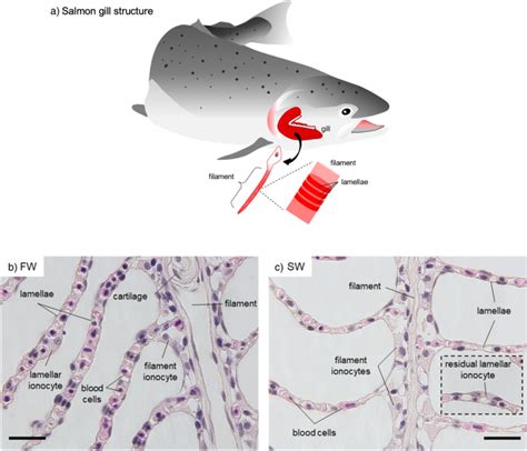 Subcellular Localization Of Na K Atpase Isoforms Resolved By In Situ