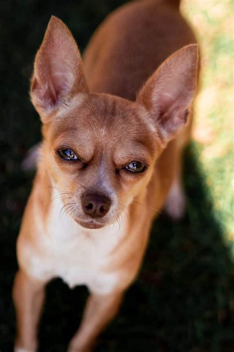 Deer Head Chihuahua Breed Information: 15 Facts | Your Dog Advisor