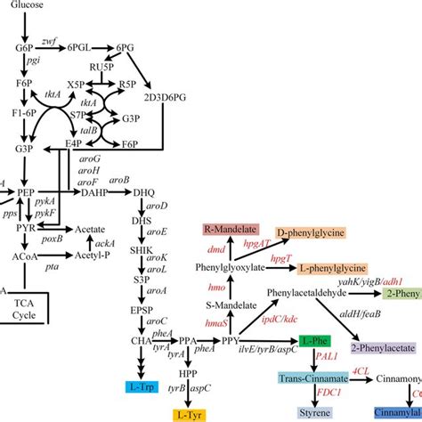 Biosynthesis Pathway Of L Phenylalanine And Its Derivatives In