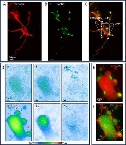 Native Cryo Correlative Light And Synchrotron X Ray Fluorescence