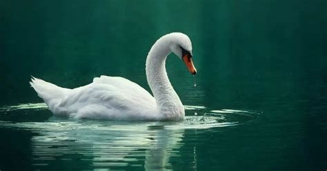 Swan Behavior - AnimalBehaviorCorner