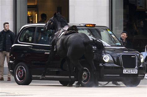 Escaped cavalry horses run loose in central London, injuring 4 people ...