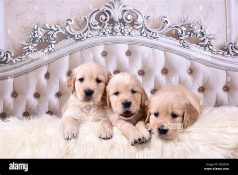 3 Golden Retriever Puppies Stock Photo Alamy
