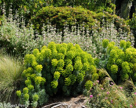 The Mediterranean Spurge Is A Show Stopper During The Late Winter To