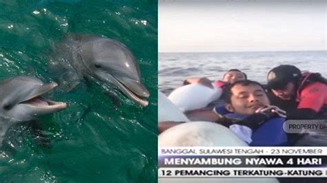 Cerita Selamatkan Pemancing Di Tengah Laut Ini Fakta Lumba Lumba