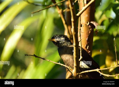 Mynah Birds Hi Res Stock Photography And Images Alamy