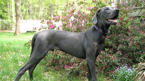 Top 10 Tallest Dog Breeds Youtube