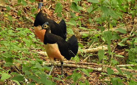 Maleo Burung Berkonde Jantungnya Wallacea