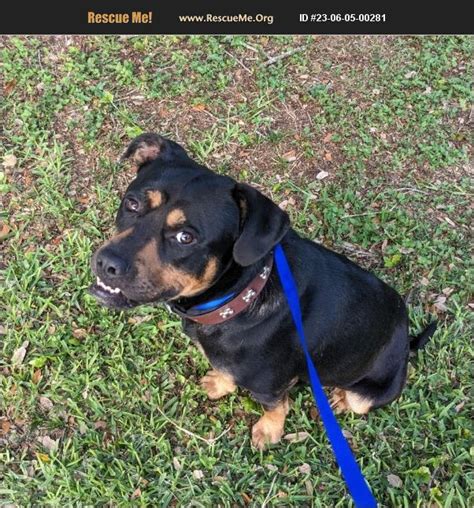 Adopt Rottweiler Rescue Corpus Christi Tx