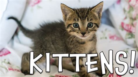 Kitten Pictures For Kids / Kids Bengal Kittens On Background Clouds ...