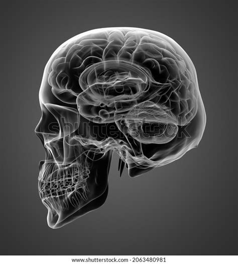 Rendering Human Brain X Ray Side Stock Illustration 2063480981