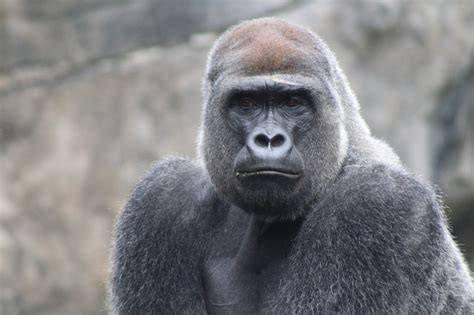 Endangered Mountain Gorilla of Uganda