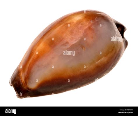 Cowry Shell Hi Res Stock Photography And Images Alamy