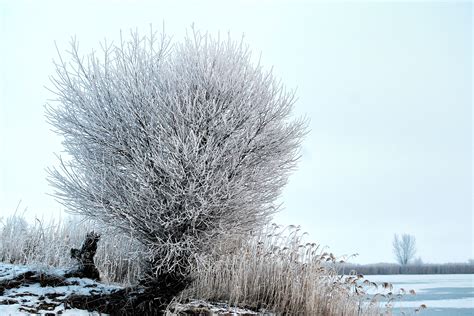 Kostenlose Foto Baum Natur Ast Schnee Kalt Winter Frost Eis