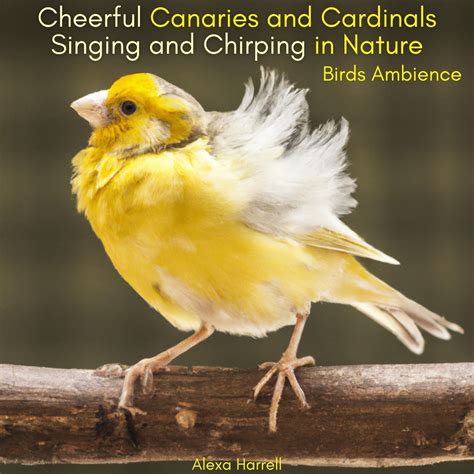 ‎Cheerful Canaries and Cardinals Singing and Chirping in Nature - Birds Ambience - Album by ...