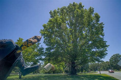 Shumard Oak 2 Charlottesville Area Tree Stewards