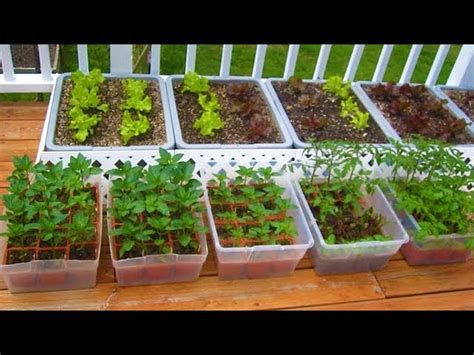 How To Start A Container Garden From Seed Easy Step By Step Grow