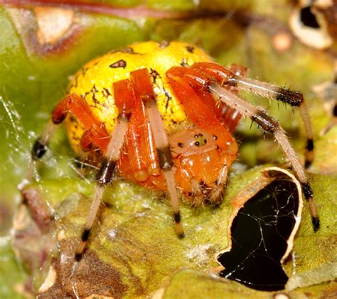 Marbled Orb Weaver Araneus Marmoreus Bugguide Net