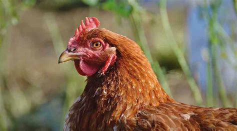 Cómo empezar una granja de gallinas Be Origen