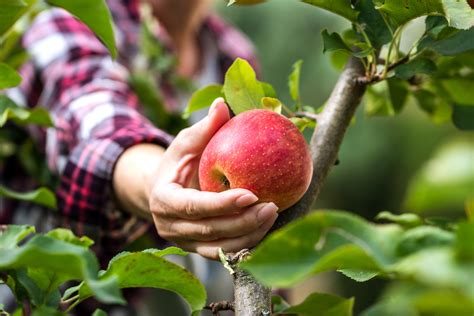 Apple Picking Season 2024: The Essential Guide