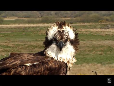 Dyfi Osprey Project Cam Wales 31 03 2019 Telyn Female Flickr