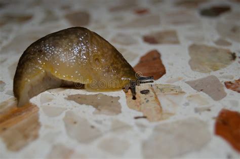 Snail Without Shell Captured On Building Hole During The Night Stock