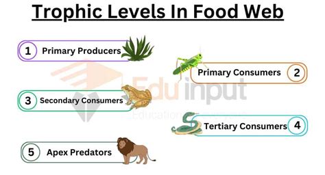 How Many Trophic Levels Are There In Food Web