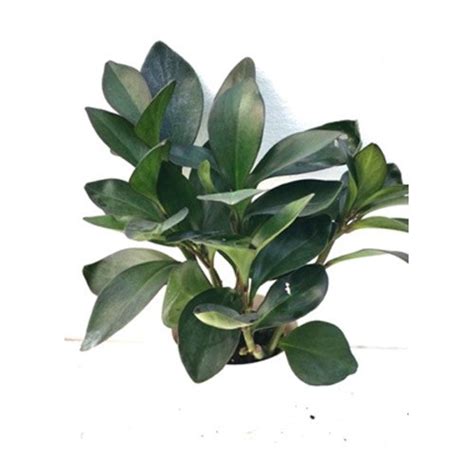 Peperomia Clusifolia Red Margin Indoor Plant At Best Price In Pune