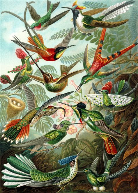 Art Forms in Nature, Plate 49: Actiniae by Ernst Haeckel