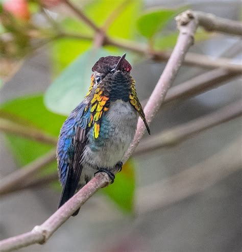 Bee Hummingbird Hummingbirds Owen Deutsch Photography