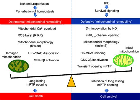 Bidirectional Detrimental And Defensive Mitochondrial Remodeling In Download Scientific