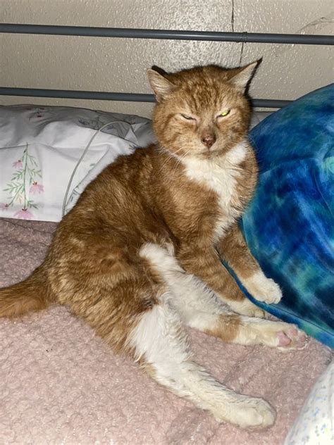 digger cat twitter wiki fandom