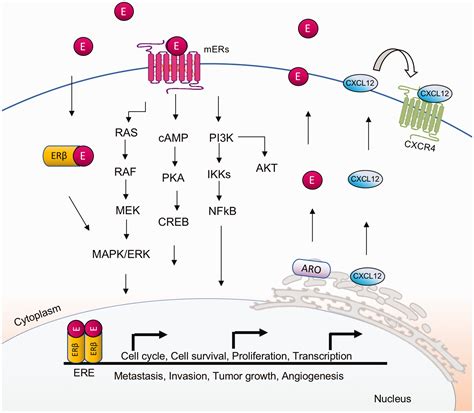 Role Of Sex Hormones In Lung Cancer Nathalie Fuentes Miguel Silva