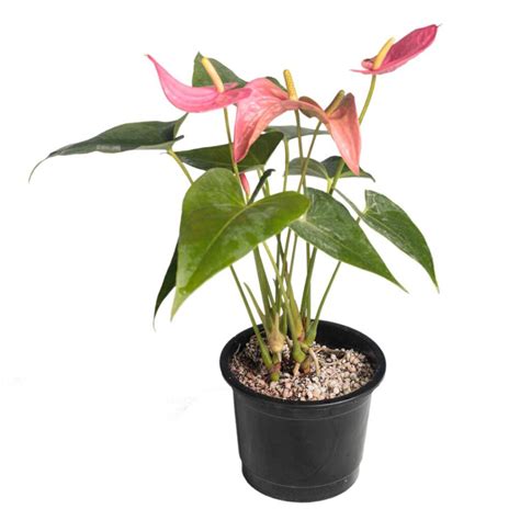 Anthurium Pink Emma Flamingo Flower Bahgaa Plants