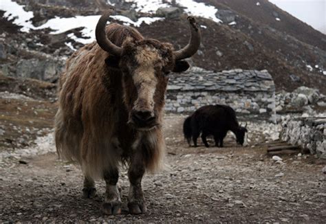 I Love Yaks I Want A Pet Yak Theyre So Much Fun Jason Behr Flickr